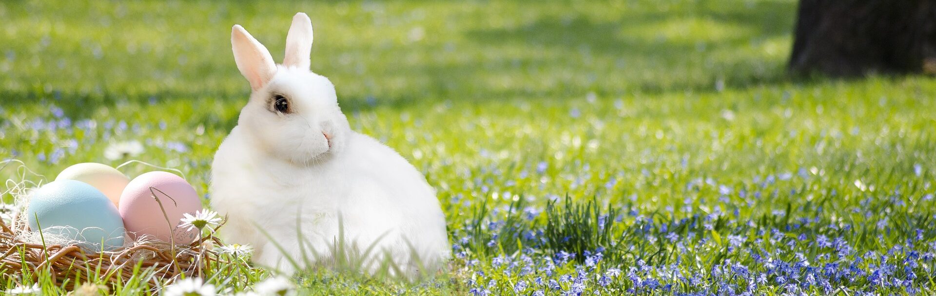 Osterhase: Symbolik, Geschichte Und Bedeutung Des Frühlingsboten ...