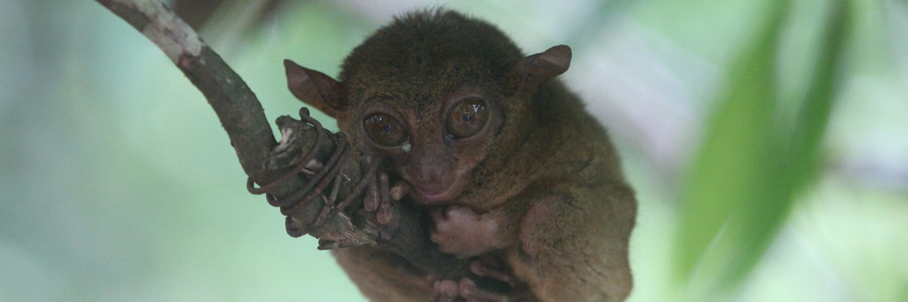 Tarsier